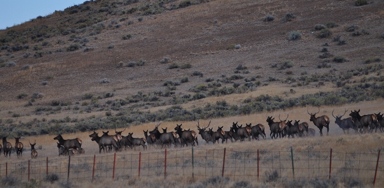 elk herd